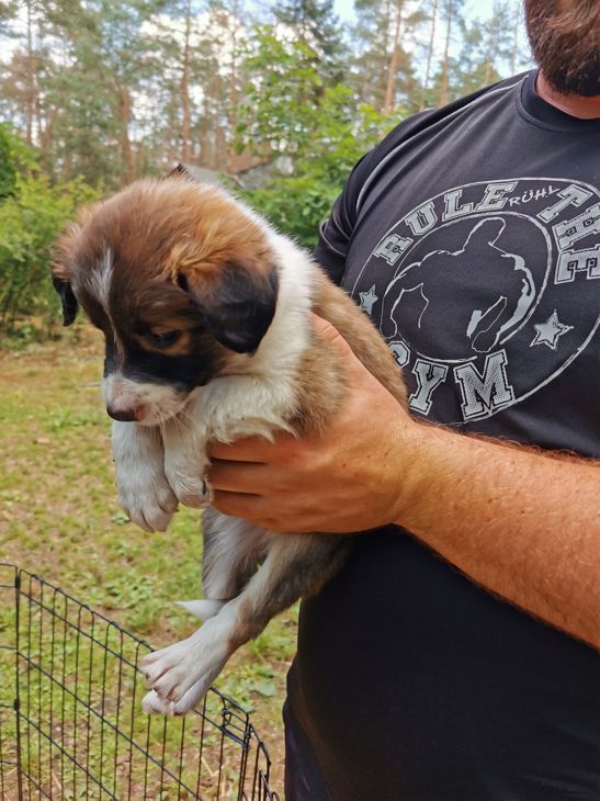 Baby Border Collie Lion