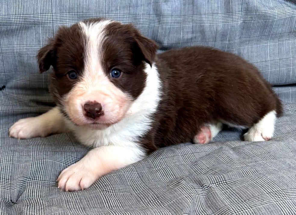 Baby Border Collie Maya