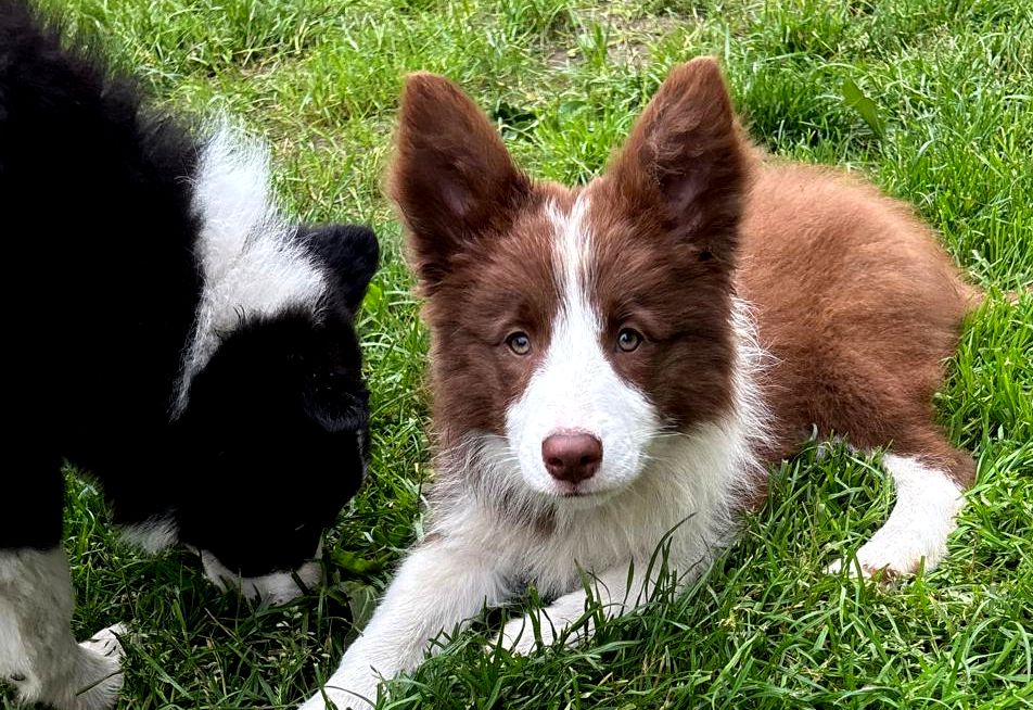 Baby Border Collie mit Bruder