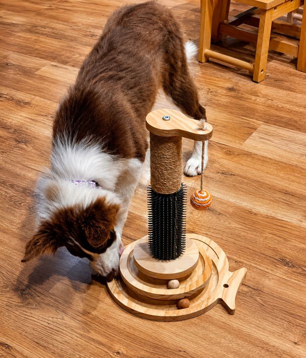 Knobelspiele für intelligente Hund