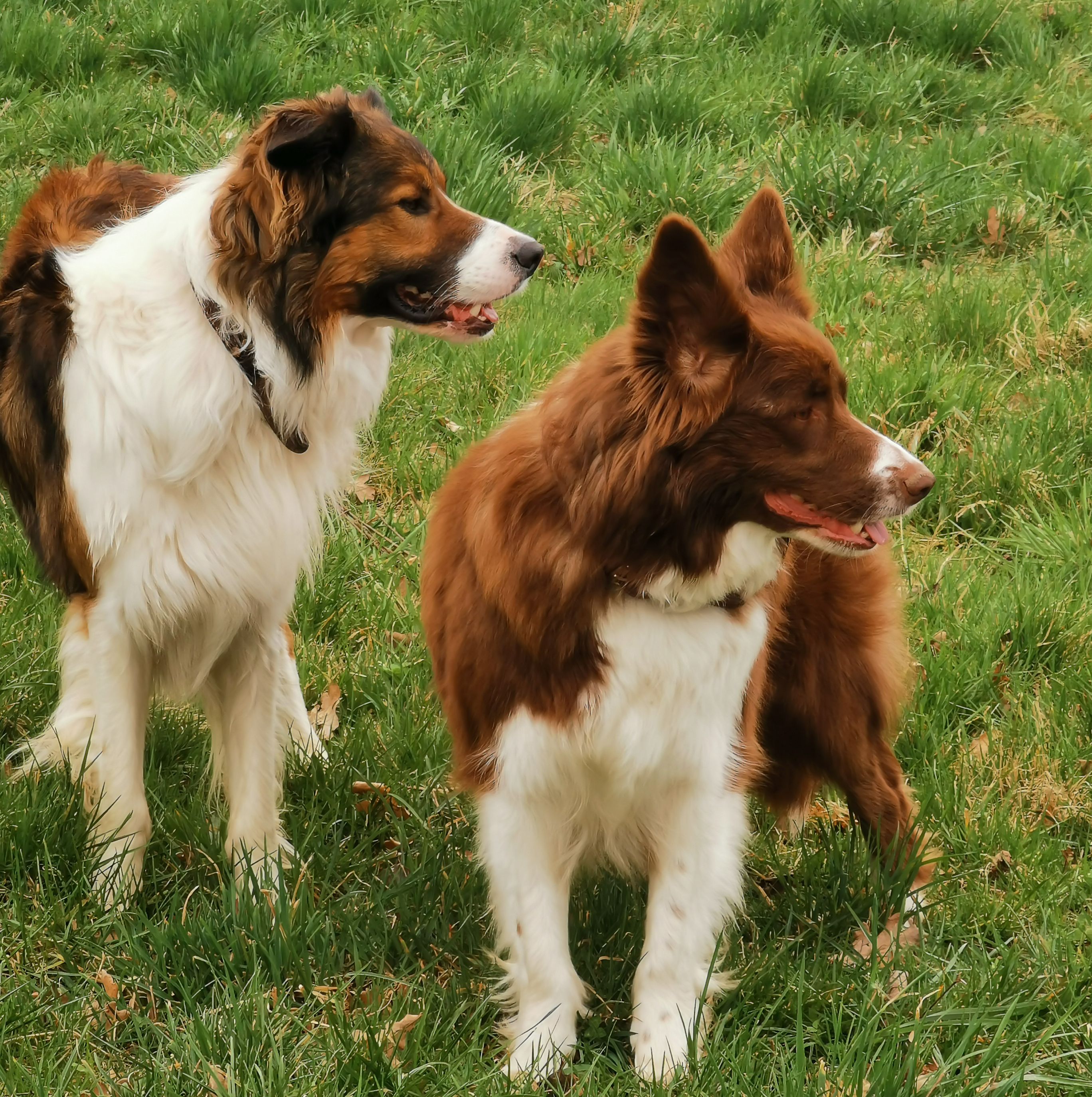 Orientierung der Hunde am Menschen