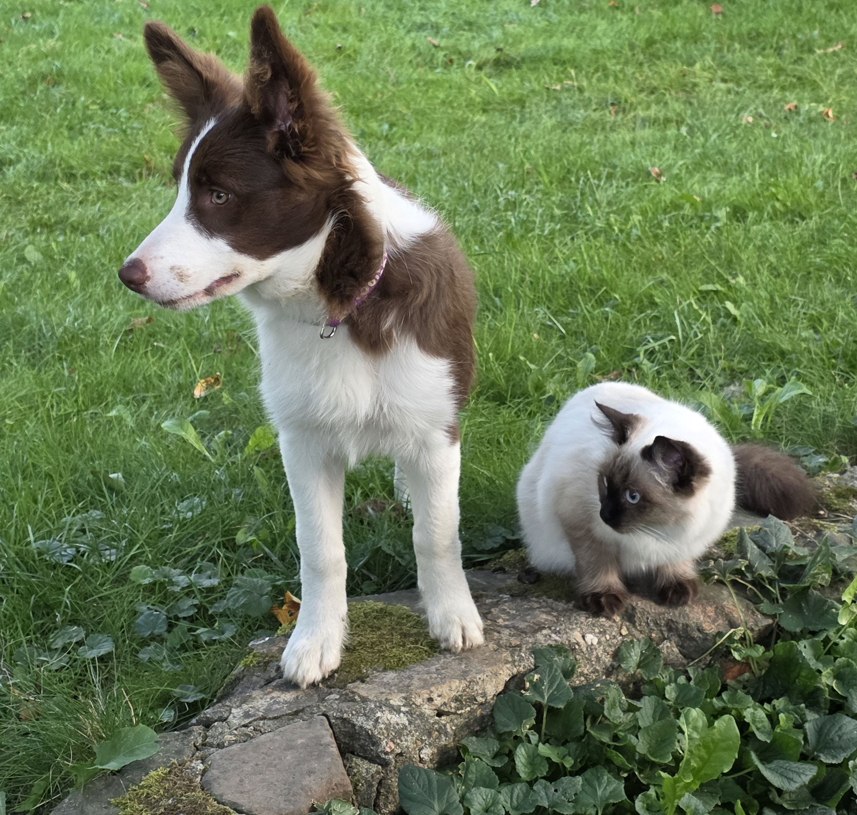 Maya zusammen mit Ragdoll Katze Leia