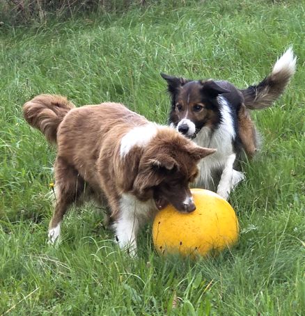 Lion beim Spielen