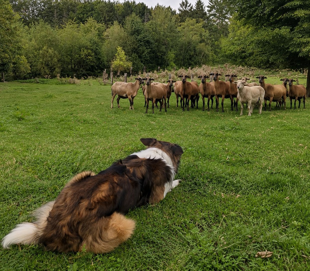 Border Collies ganz ruhig mit Schafen