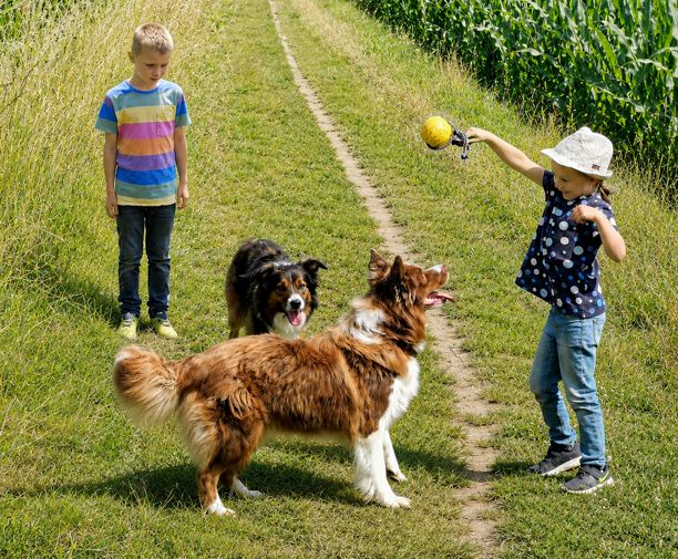 Border Collies mit Familie