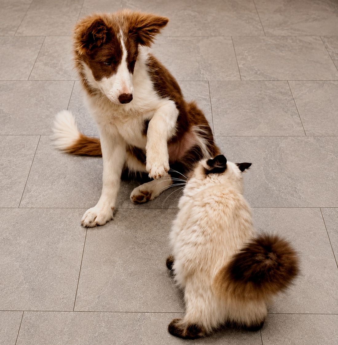 Hunde und Katzen ganz harmonisch