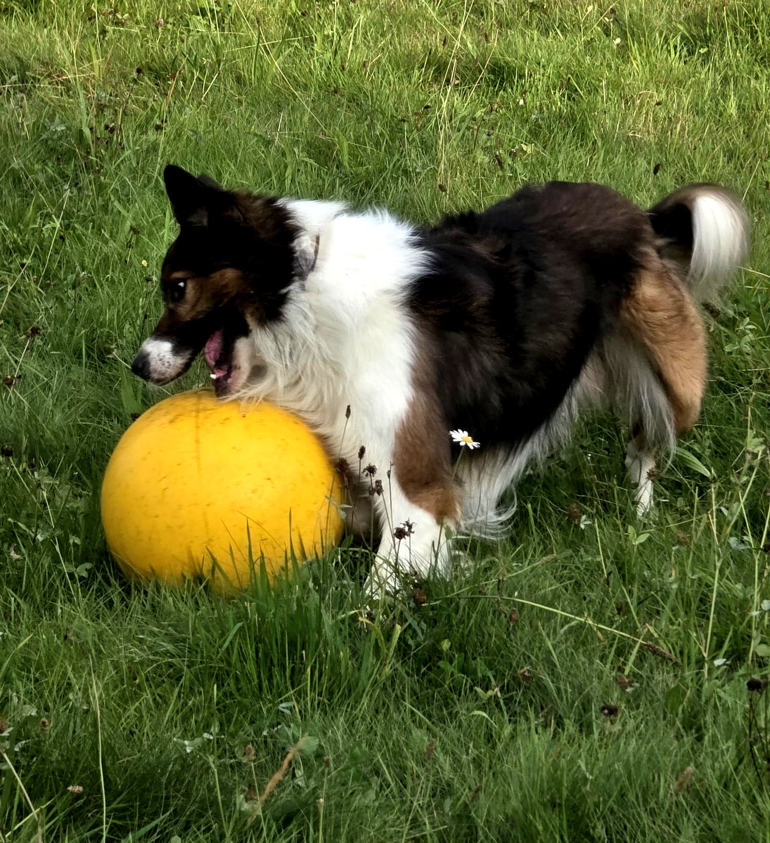 Border Collie Lion beim Treibball