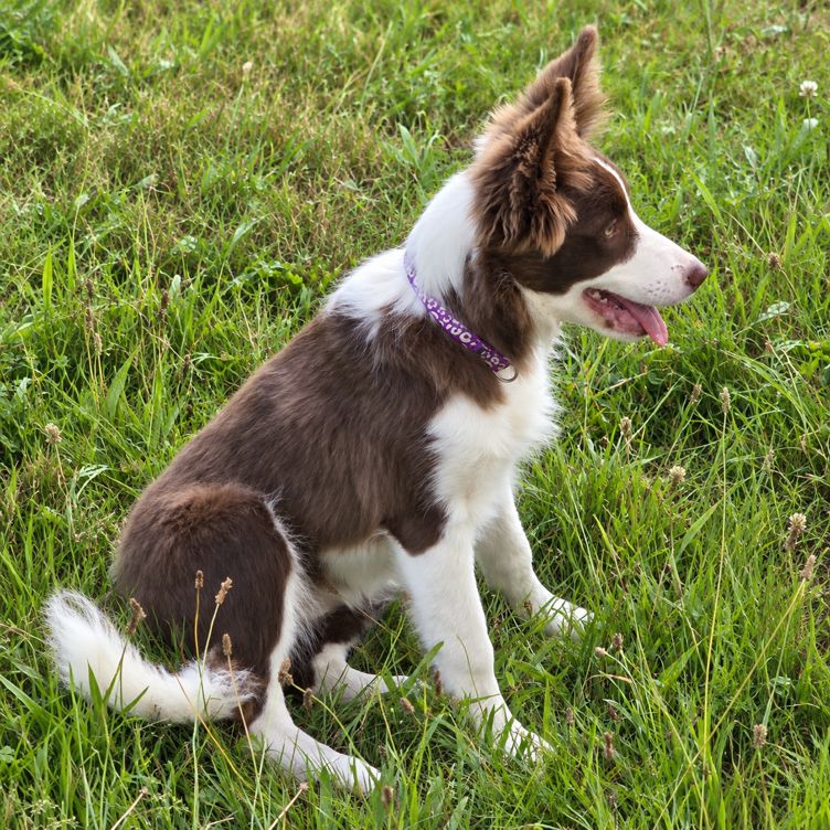 Border Collie Hündin Maya