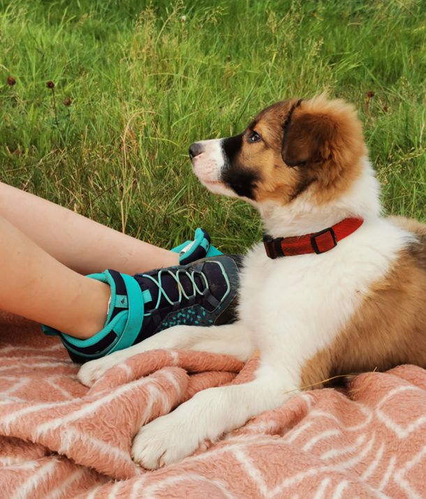 Border Collies und Kinder