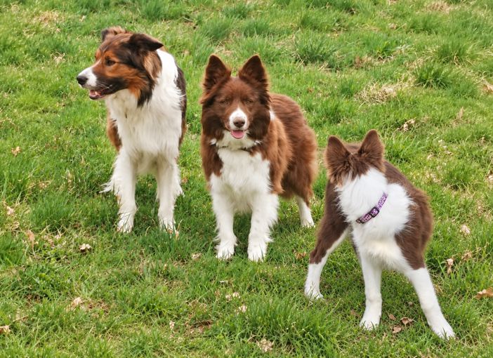 Lilly zusammen mit Border Collies Lion und Maya