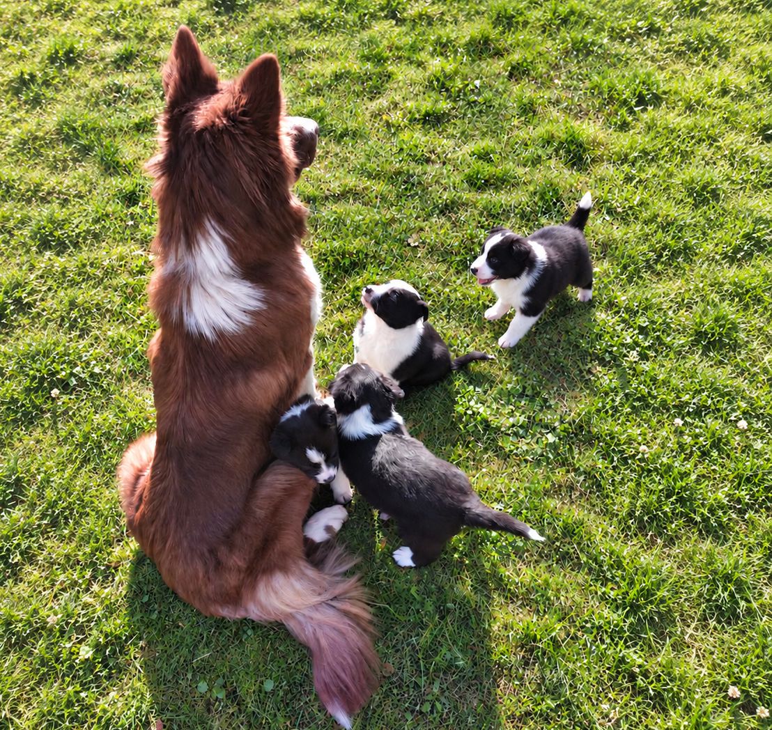 Lilly mit ihren Welpen