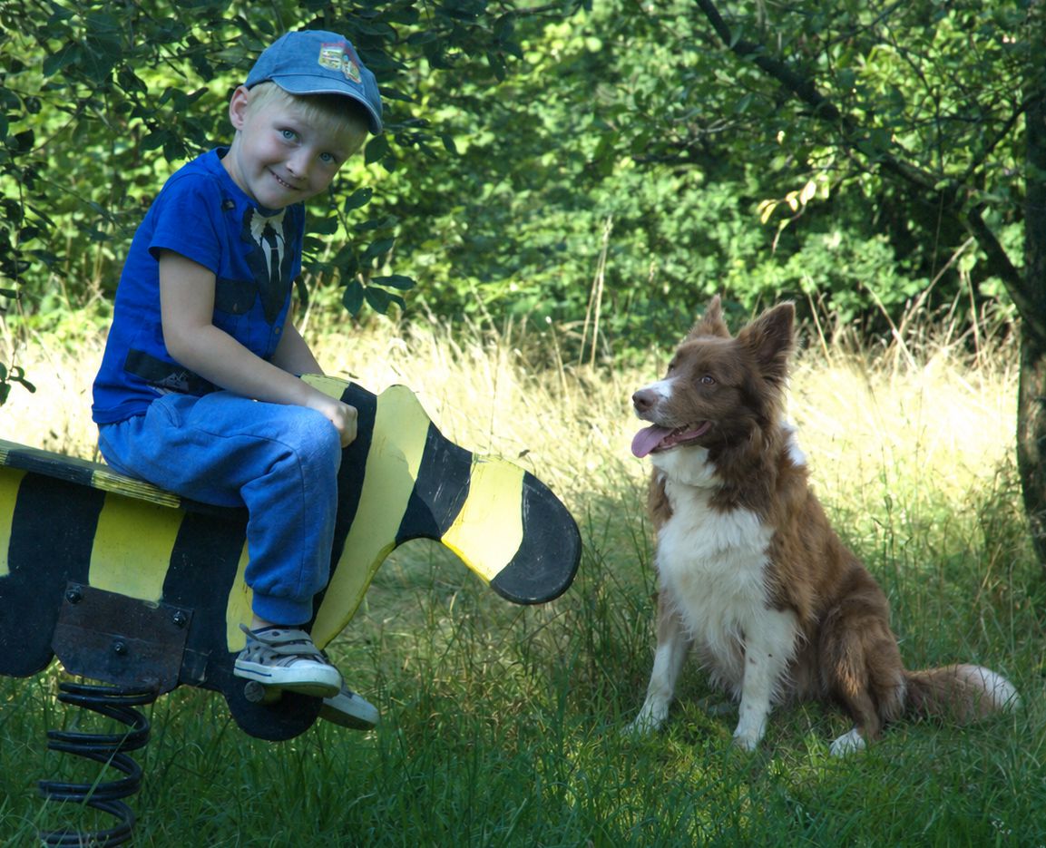 Border Collie Lilly im Familienalltag