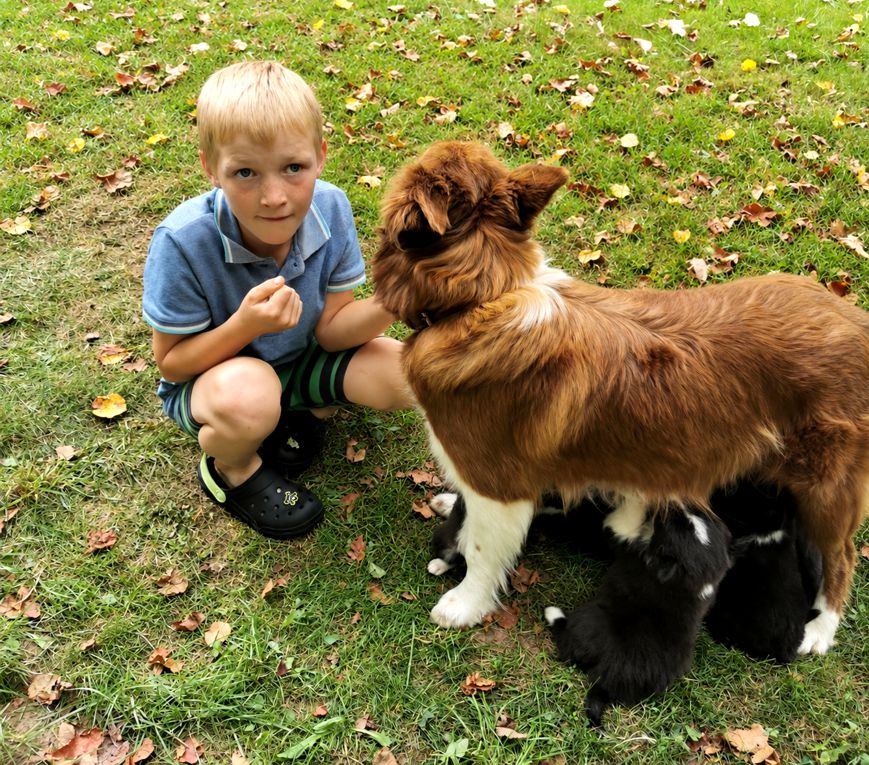 Border Collie Lilly zusammen mit Kindern