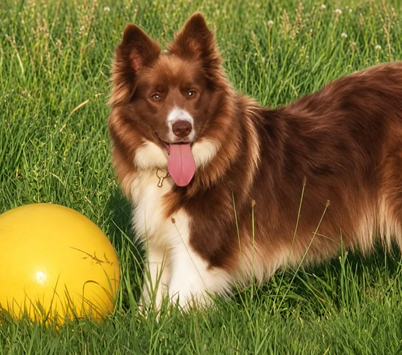 Border Collie Lilly bringt einen großen Treibball zu einem vorgegebenen Ziel