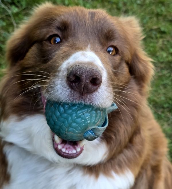 Border Collie Lilly apportiert einen Tennisball