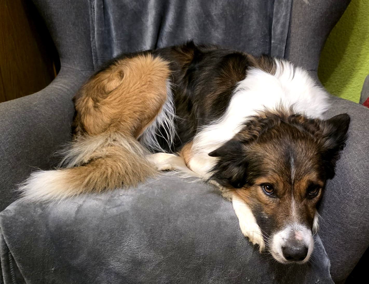 Border Collie Lion im Sessel