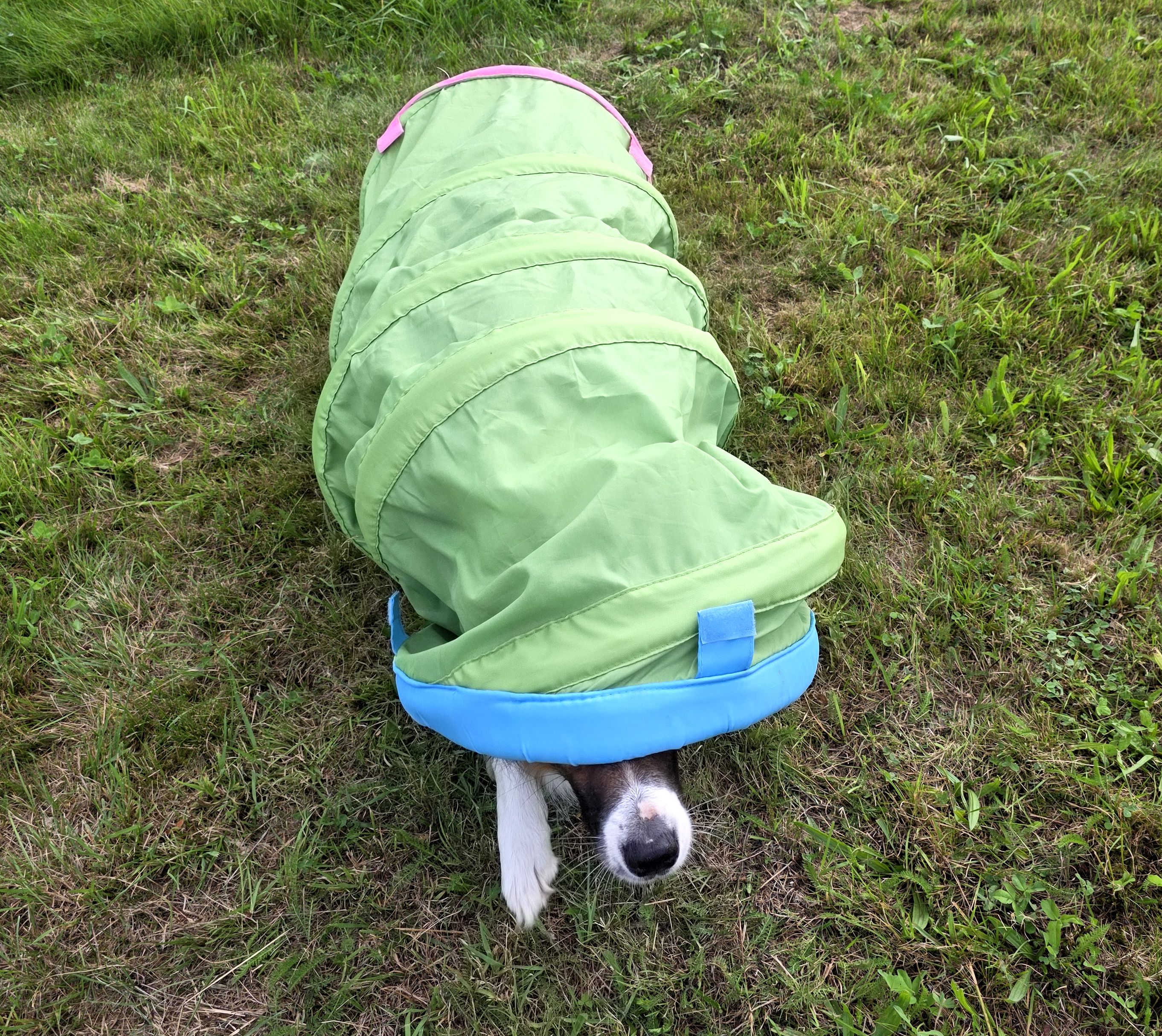 Border Collie Lion beim gemeinsamen Training