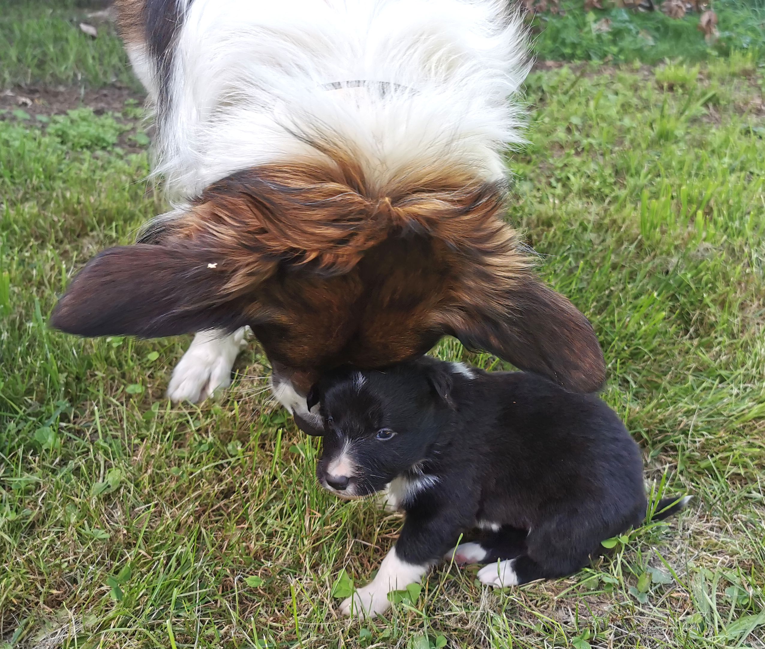 Lion und Welpe aus unserem Wurf