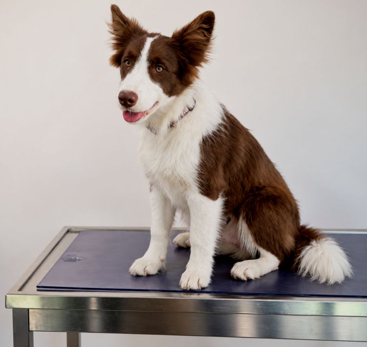 Border Collie Maya als Junghund