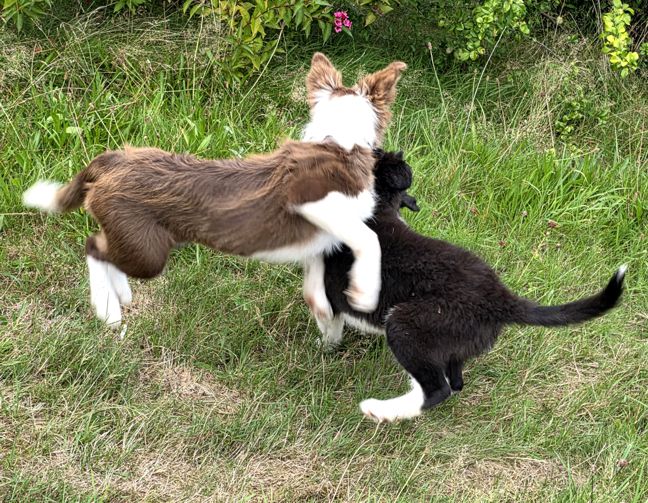 Maya mit Border Collie Welpen beim Spiel