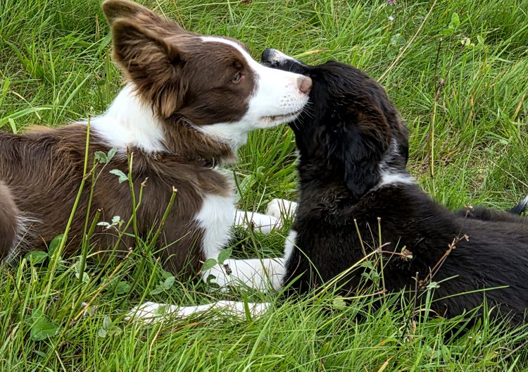 Border Collie Welpe mit Hündin Maya