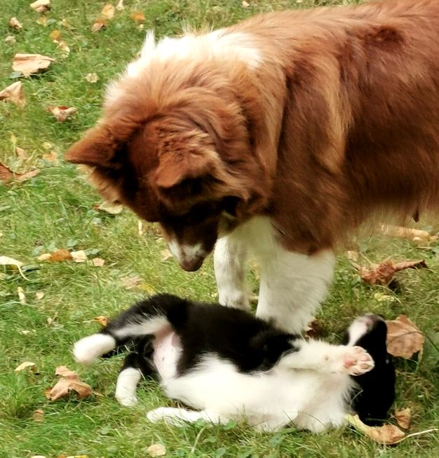 Lilly mit einem Welpen