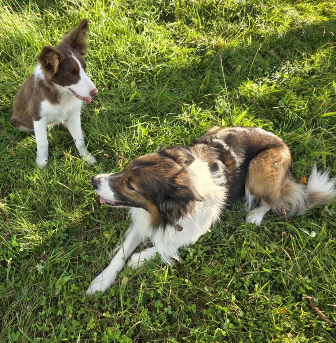Neuer Border Collie im Rudel