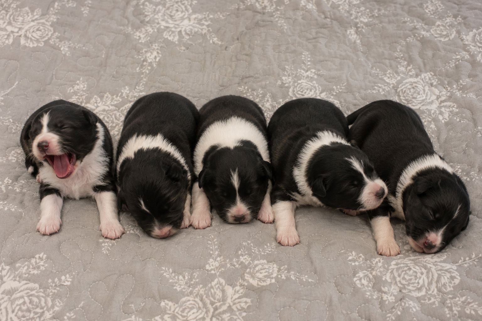 Fünf neugeborene Border Collie Welpen