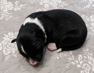 Neugeborene Border Collie Welpen