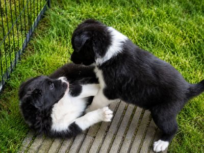 Welpen im Garten