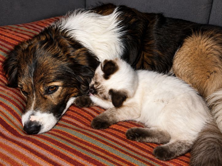 Lion und unsere Katze Leia zusammen