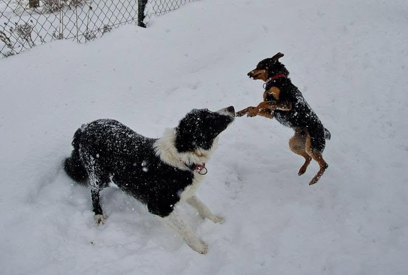 Marlin spielt ausgelassen mit einem kleineren Hund im Schnee