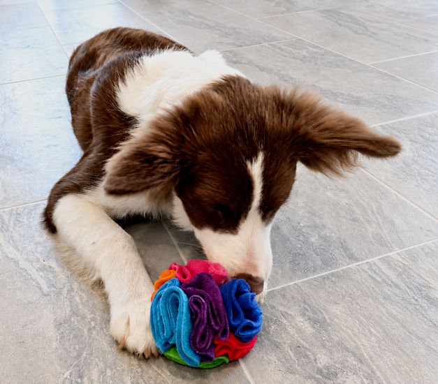Border Collie Maya mit Schnüffelball