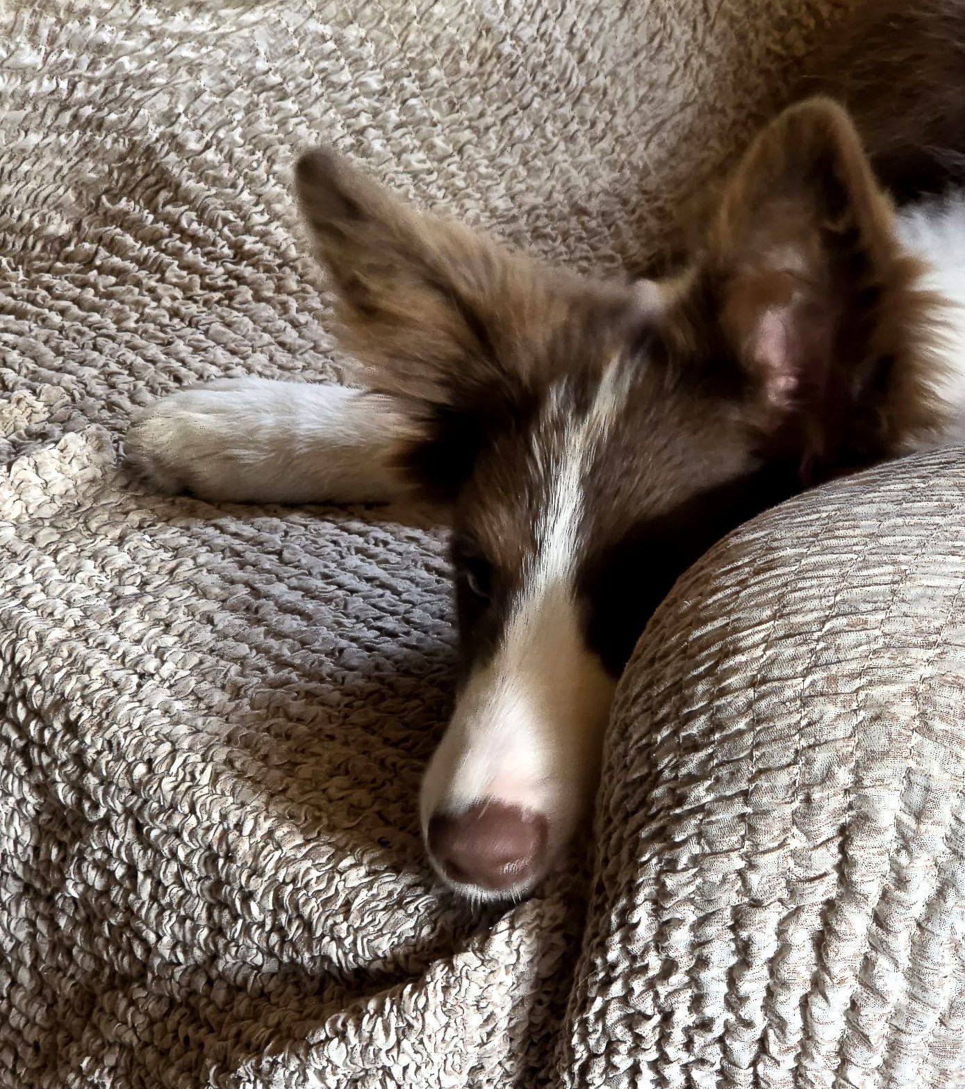 Border Collie schläft