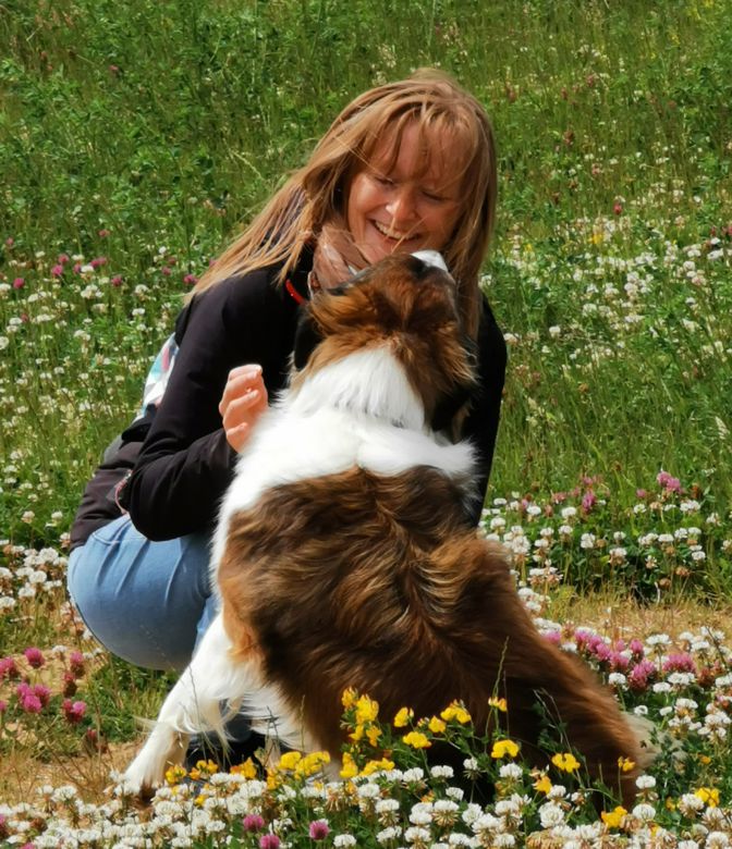 Lion, unser sable-weißer Border Collie