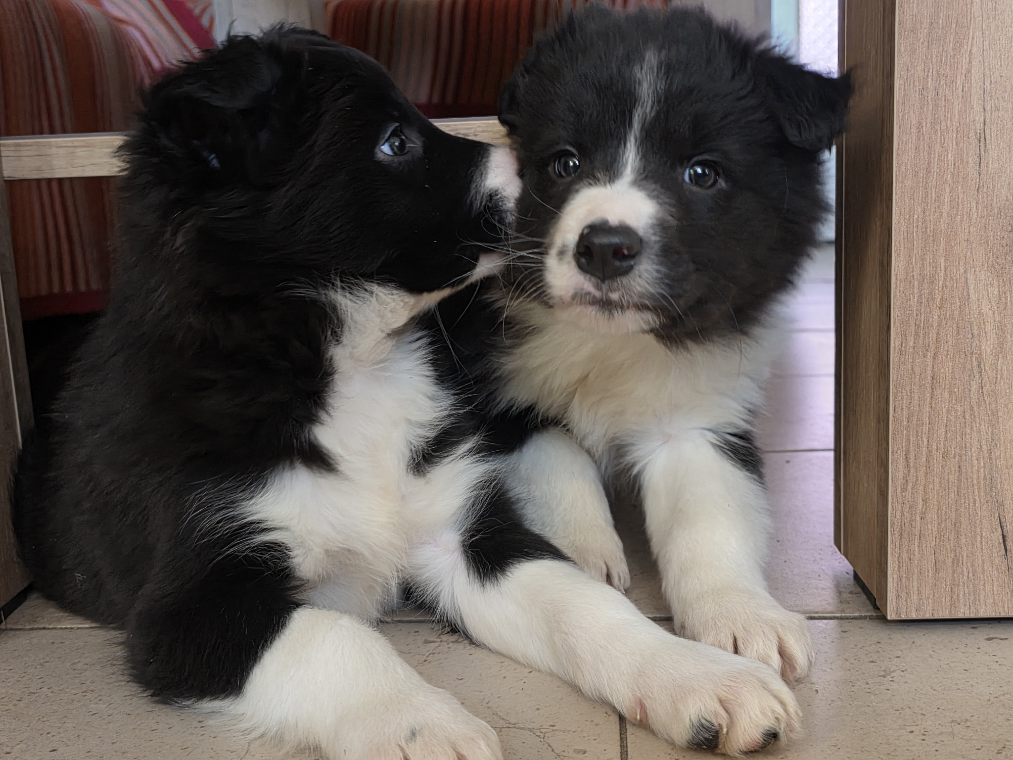 Zwei junge Border-Collie-Welpen sitzen vertraut beieinander